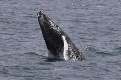 Whale Watching Cruise in New South Wales - The Boat Experience: Crew, Respect, and How Viewing Stays Safe