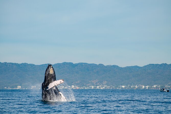 Whale Watching Cruise In Puerto Vallarta & Nuevo Vallarta - Why the Bay of Banderas Is the Main Event