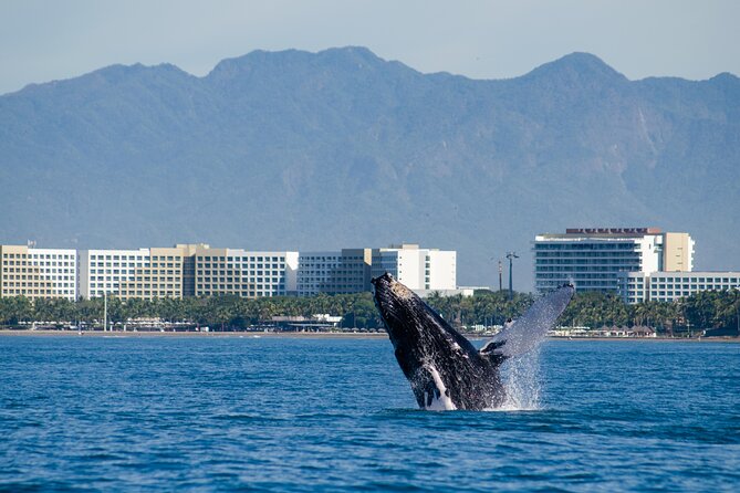 Whale Watching Cruise In Puerto Vallarta & Nuevo Vallarta - Comfort That Matters: Space, Shade, and Getting Around