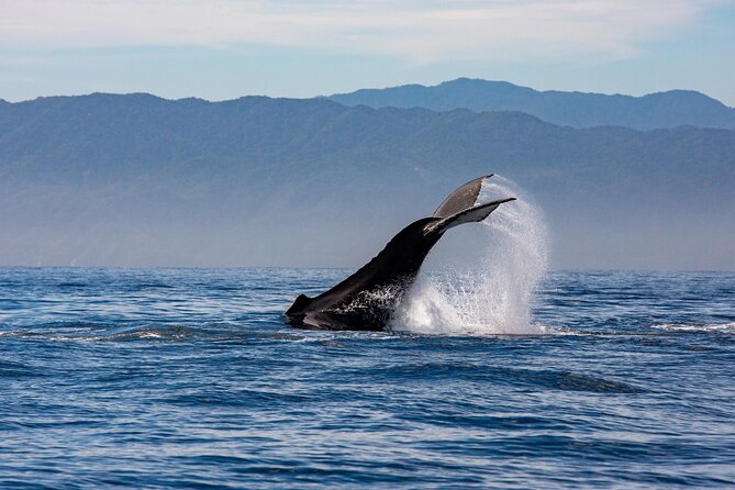 Whale Watching Cruise In Puerto Vallarta & Nuevo Vallarta - Crew Style and Onboard Atmosphere