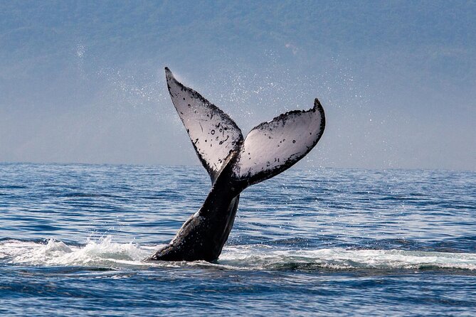 Whale Watching Cruise In Puerto Vallarta & Nuevo Vallarta - Price and Value: Is $99 Worth It?