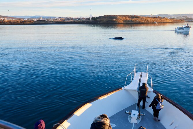 Whale Watching Cruise on a Yacht in Reykjavik - Leaving Old Harbour: Why a Yacht Cruise Feels More personal