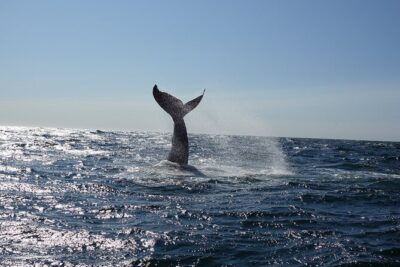 Whale Watching Cruise on a Yacht in Reykjavik - Faxaflói Bay whale search: what you’re scanning for