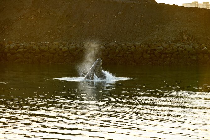 Whale Watching Cruise on a Yacht in Reykjavik - How long is it, and how the timing usually feels