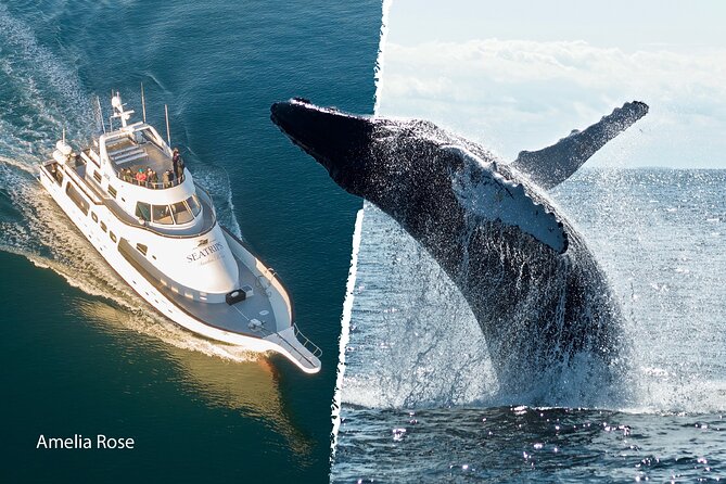 Whale Watching Cruise on a Yacht in Reykjavik - Who this whale yacht tour suits best