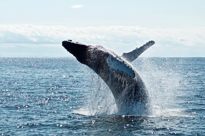 Whale Watching Cruise on a Yacht in Reykjavik - Price and value: what $102 buys you in Reykjavík