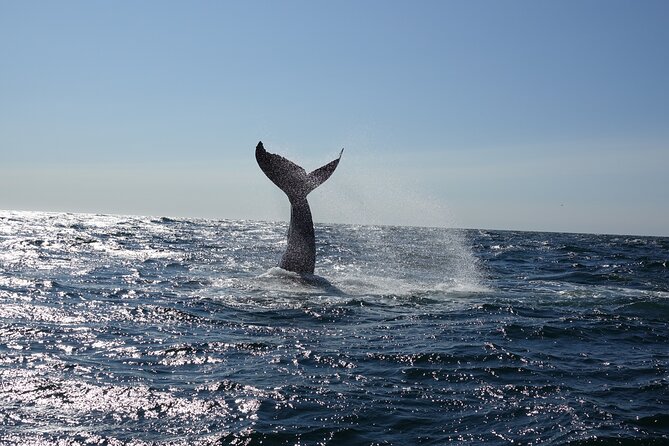 Whale Watching Cruise on a Yacht in Reykjavik - Faxaflói Bay whale search: what you’re scanning for