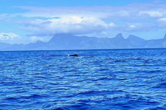 Whale watching DE Humpback West Coast of Tahiti - The Season Reality: When humpbacks are allowed to be watched