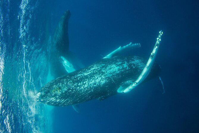 Whale watching DE Humpback West Coast of Tahiti - Whale Watching vs Whale Launch: the difference you should understand