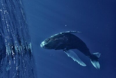 Whale watching DE Humpback West Coast of Tahiti - On the Water: Boat comfort and a crew that runs the show