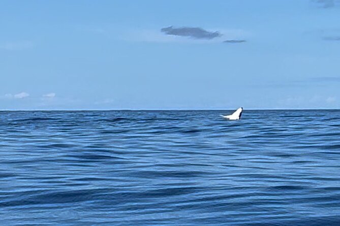 Whale watching DE Humpback West Coast of Tahiti - Who can swim with whales (and who should plan to observe)