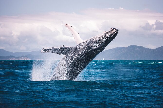 Whale watching DE Humpback West Coast of Tahiti - Snorkeling on this trip: gear is included, but expectations should be ocean-real
