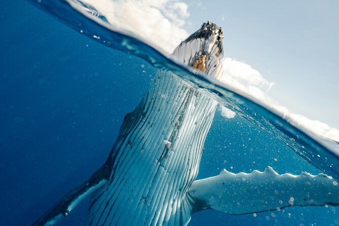 Whale watching DE Humpback West Coast of Tahiti - Price and value: what $167.34 really buys you