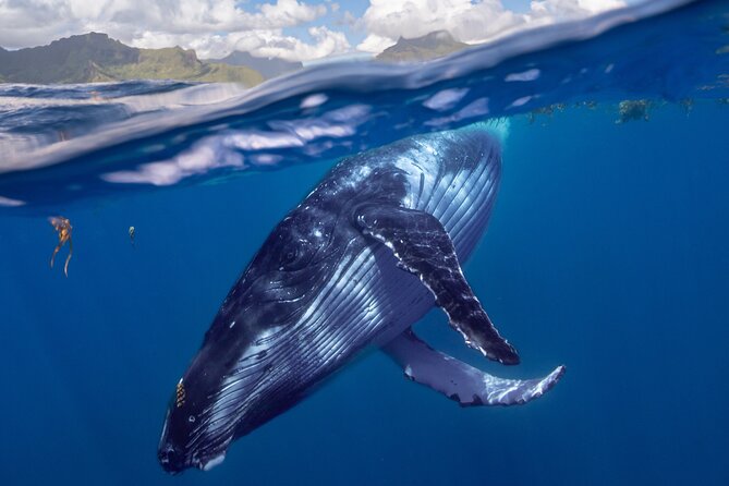 Whale watching DE Tahiti Peninsula - Humpback Season on the Tahiti Peninsula: When You Can Actually See Them