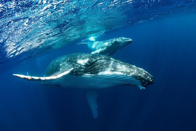 Whale watching DE Tahiti Peninsula - The Whale Swim Opportunity: How Launch Rules Keep It Real