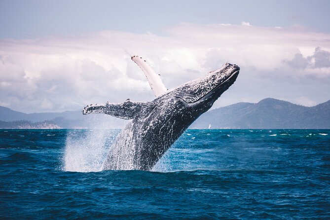 Whale watching DE Tahiti Peninsula - Snorkeling Setup, Ocean Comfort, and What You’re Actually Covered For