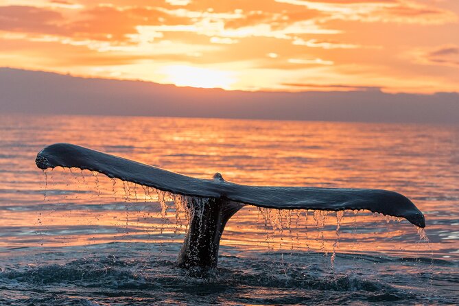 Whale watching DE Tahiti Peninsula - Meeting Point and Timing: The Simple Things That Save Your Day