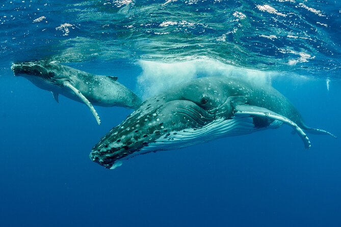 Whale watching DE Tahiti Peninsula - Boarding the Boat: A Comfortable, Small-Group Pace That Feels Real