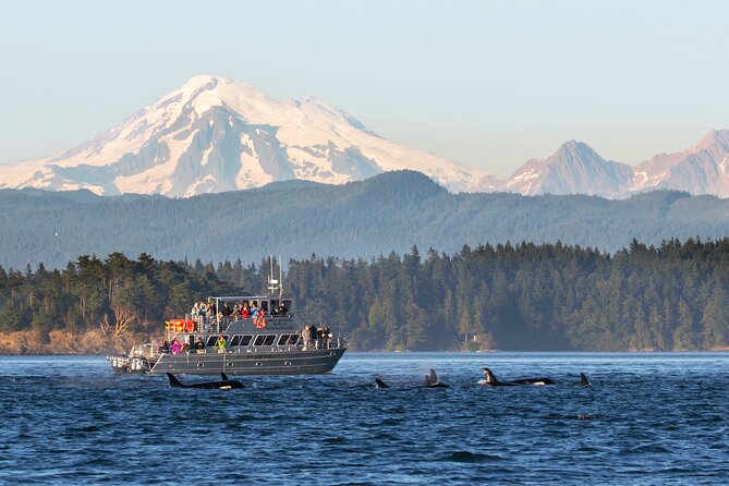 Whale Watching + Deception Pass Tour from Seattle - Key points to know before you go
