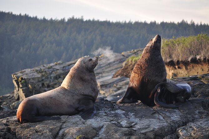 Whale Watching + Deception Pass Tour from Seattle - Downtown Seattle pickup and the 10½-hour flow