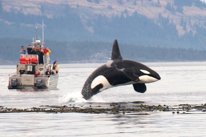 Whale Watching + Deception Pass Tour from Seattle - Anacortes handoff and the Outer Island Excursions boat portion