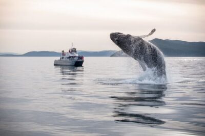 Whale Watching + Deception Pass Tour from Seattle - Deception Pass State Park: old-growth trails and tide-level beach time