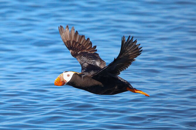 Whale Watching + Deception Pass Tour from Seattle - Wildlife focus: orcas, humpbacks, grays, minke, and the “bonus” animals