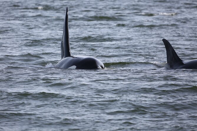 Whale Watching + Deception Pass Tour from Seattle - Snacks, seasonal picnic lunch, and what “included” really buys you