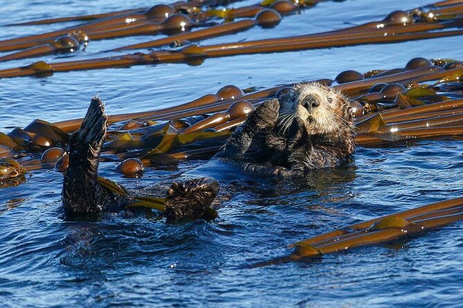 Whale Watching + Deception Pass Tour from Seattle - What to pack for a windy, wet boat day