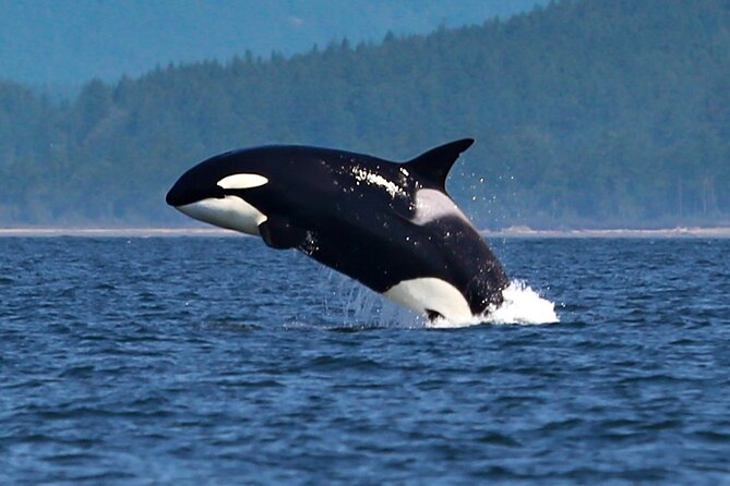 Whale Watching + Deception Pass Tour from Seattle - How small-group touring keeps you connected to the guide
