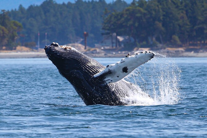 Whale Watching + Deception Pass Tour from Seattle - Value and practicalities: what’s included vs. what’s on you