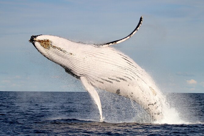 Whale Watching Discovery Tour from Lake Macquarie - Key things to know before you go