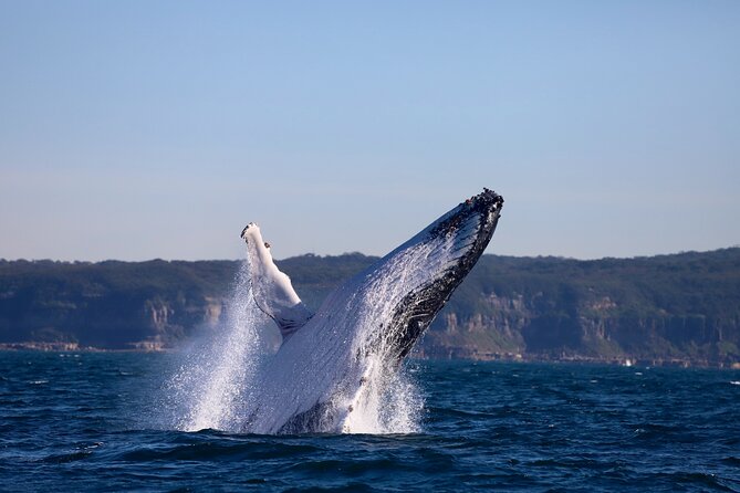 Whale Watching Discovery Tour from Lake Macquarie - Lake Macquarie on the way back: Caves Beach geology