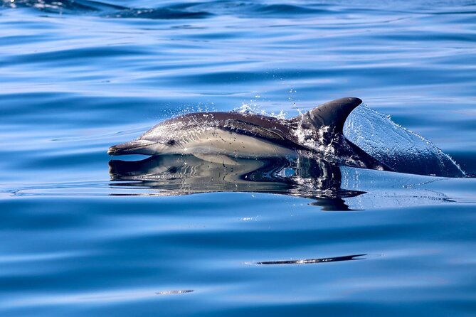 Whale Watching Discovery Tour from Lake Macquarie - Logistics you can plan around (without the stress)