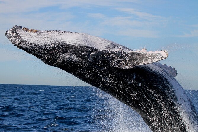 Whale Watching Discovery Tour from Lake Macquarie - Who this tour is best for