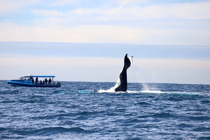Whale Watching Discovery Tour from Lake Macquarie - Spotting humpbacks: what the guides actually do