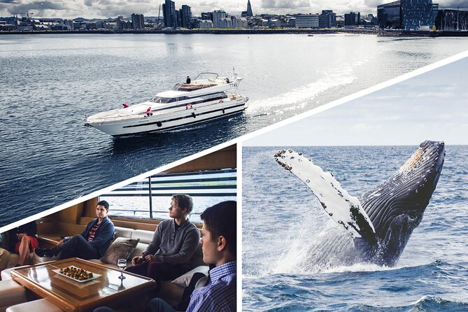 Whale Watching & Dolphin Yacht Cruise - Old Harbor departure: Harpa Yachts, Harpa or Amelia Rose