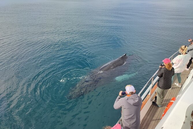 Whale Watching & Dolphin Yacht Cruise - Deck setup, Wi‑Fi, bar stops, and warm blankets