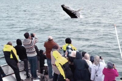 Whale Watching & Dolphin Yacht Cruise - How the 3-hour cruise in Faxafloi Bay really plays out