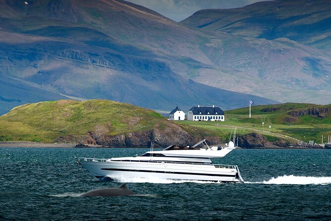 Whale Watching & Dolphin Yacht Cruise - Sea sickness and rough-water comfort: what to plan for