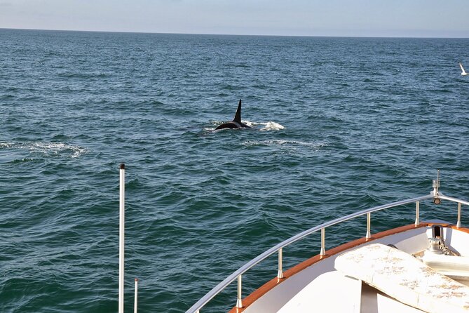 Whale Watching & Dolphin Yacht Cruise - Price and value: is $108.61 for 3 hours worth it?