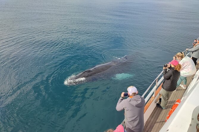 Whale Watching & Dolphin Yacht Cruise - Who should book this Reykjavik whale and dolphin cruise?