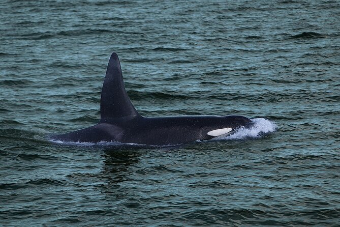 Whale Watching & Dolphin Yacht Cruise - Practical packing list (so you actually enjoy the trip)