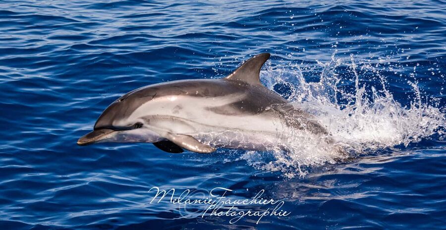 Whale-Watching, Dolphins & Whales from Bandol - Key Things You’ll Notice on This Bandol Cetacean Cruise