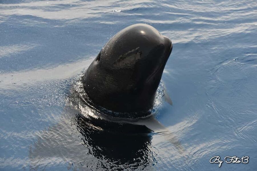 Whale-Watching, Dolphins & Whales from Bandol - Why Bandol’s Sea Day Works So Well for Dolphins-and-Whales Fans