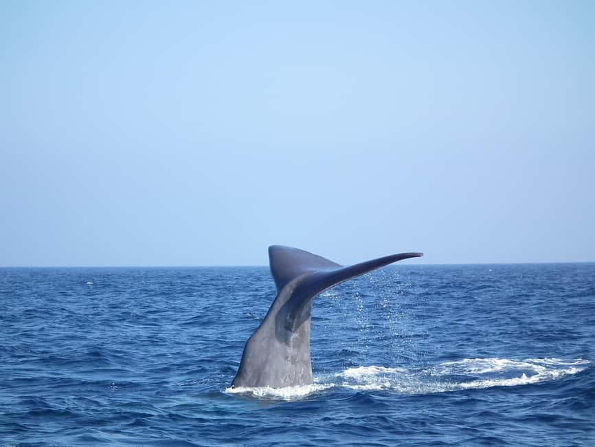 Whale-Watching, Dolphins & Whales from Bandol - The 6-Hour Cruise: What Your Time at Sea Is Really Like