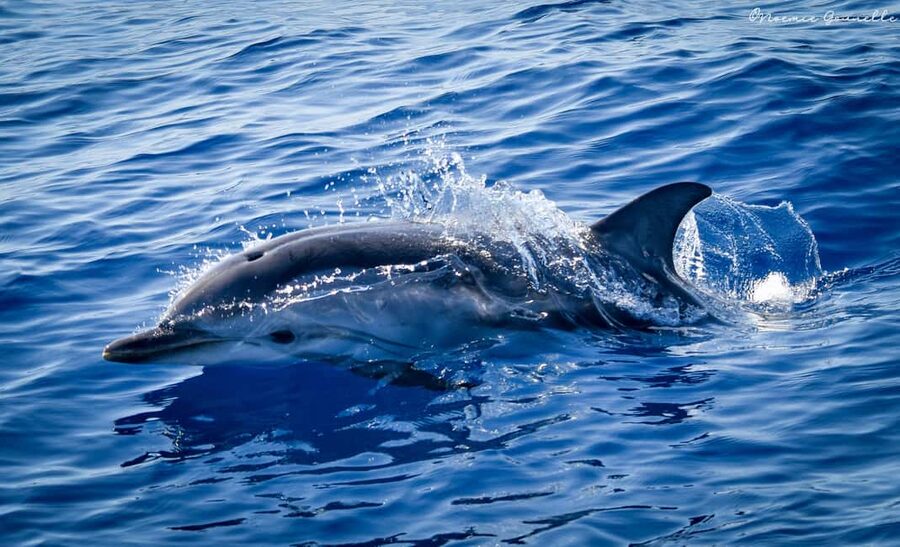 Whale-Watching, Dolphins & Whales from Bandol - Hydrophone Moments: Hearing Marine Mammals, Not Just Spotting Them