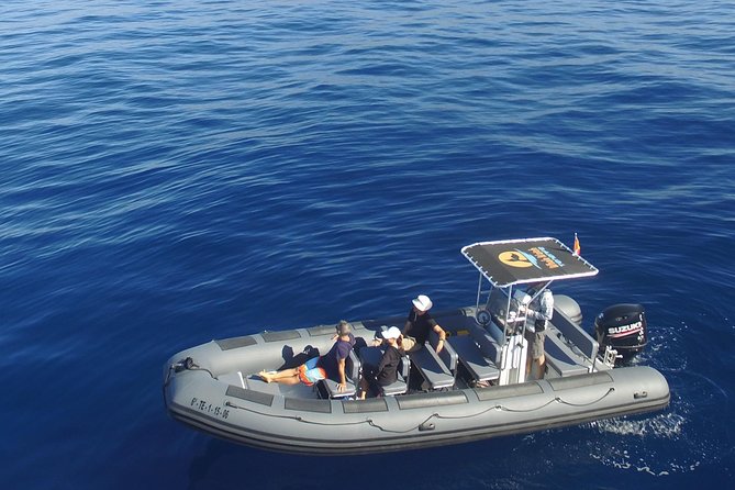 Whale Watching Eco-Adventure from Costa Adeje - Key Points You’ll Care About Most