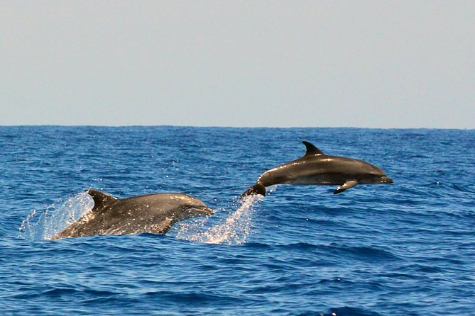 Whale Watching Eco-Adventure from Costa Adeje - The Teno-Rasca Marine Protected Area: Where Your Chances Improve
