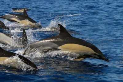 Whale Watching Eco-Adventure from Costa Adeje - Meet-Up at Puerto Colón Marina: Quick, Concrete, and Easy to Find